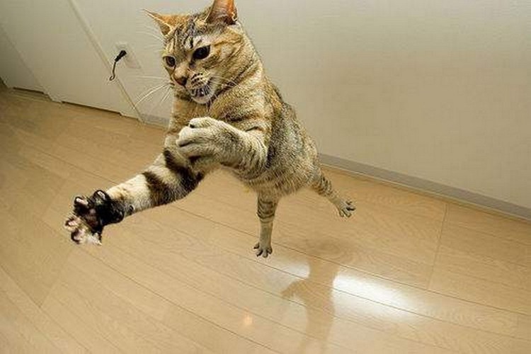 Черный кот прыгает