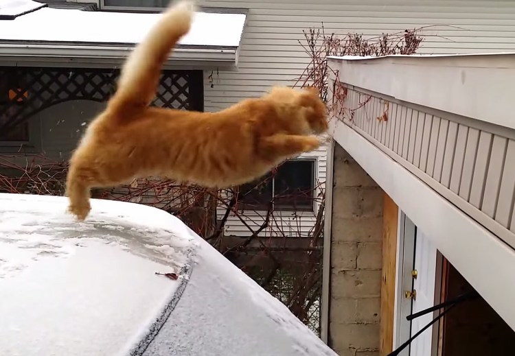 Кот не допрыгнул