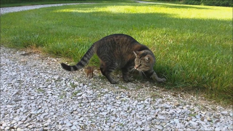 Красивая серая кошка