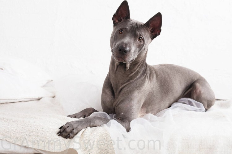 Тайский Рич бэк