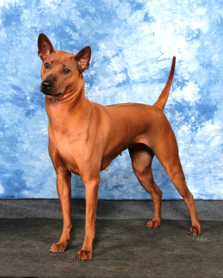 Тайский риджбек