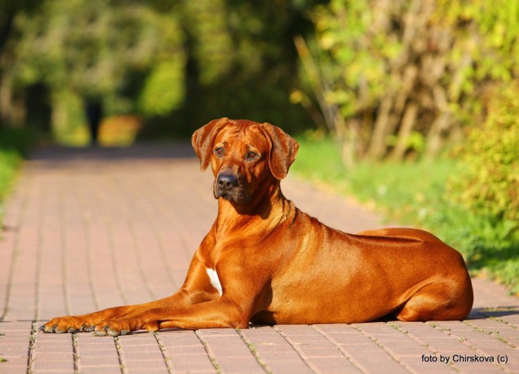 Родезийский риджбек щенки