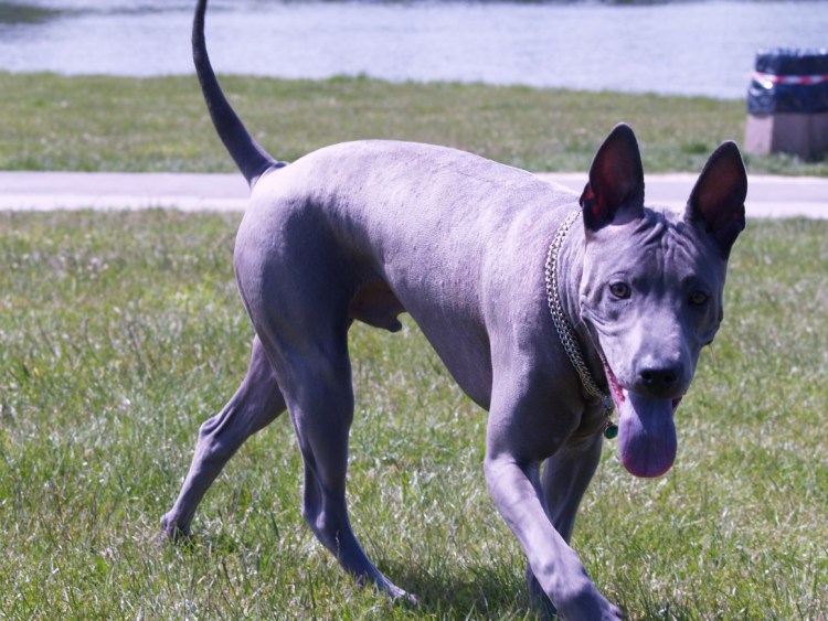 Риджбек собака Родезийский