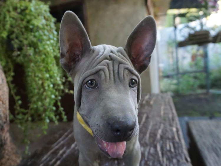 Тайский риджбек