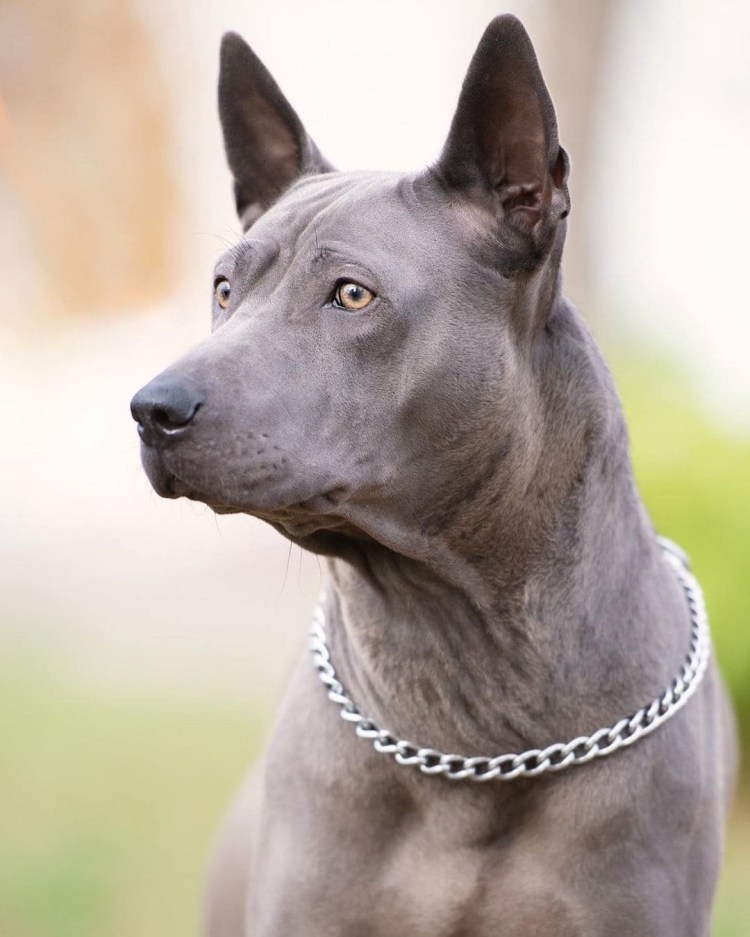 Тайский риджбек