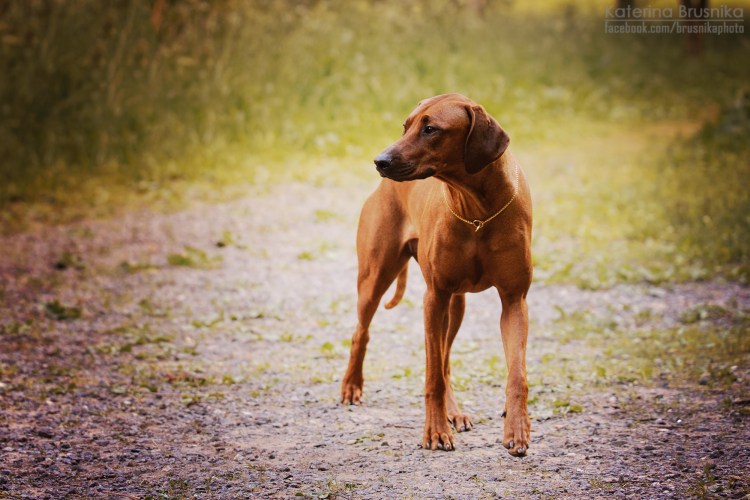 Родезийский риджбек
