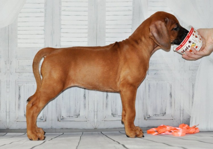 Родезийский риджбек