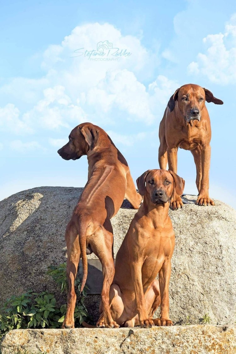 Тигровый тайский риджбек