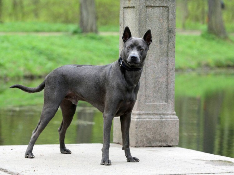 Родезийский риджбек Лев