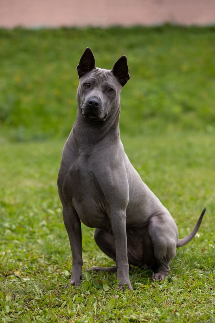 Тайский риджбек