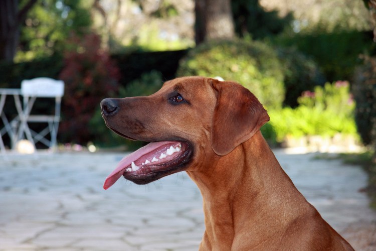 Собака породы Родезийский риджбек