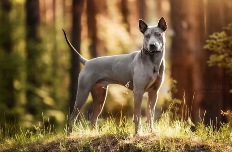 Тайский риджбек щенок