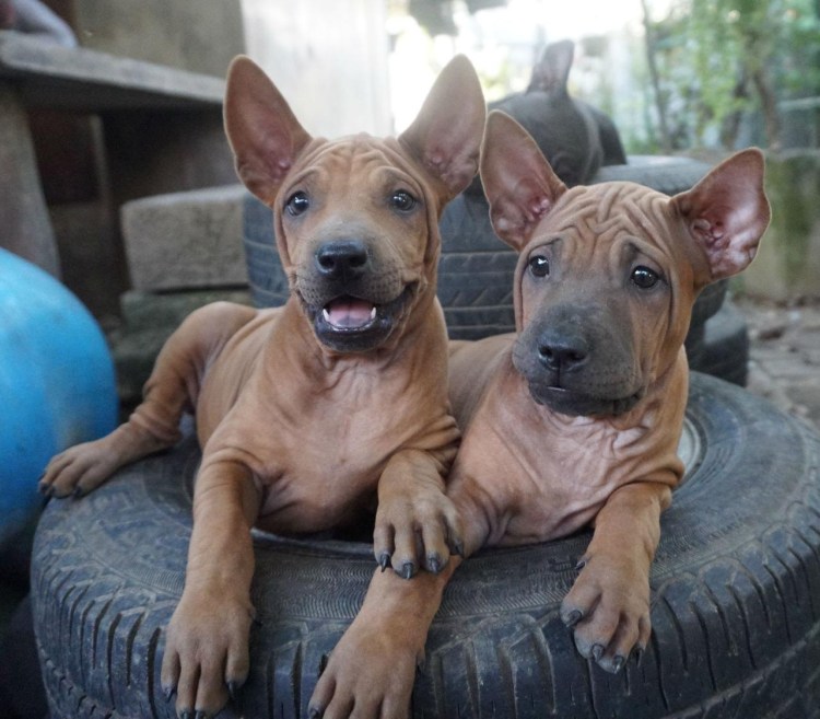 Родезийский риджбек