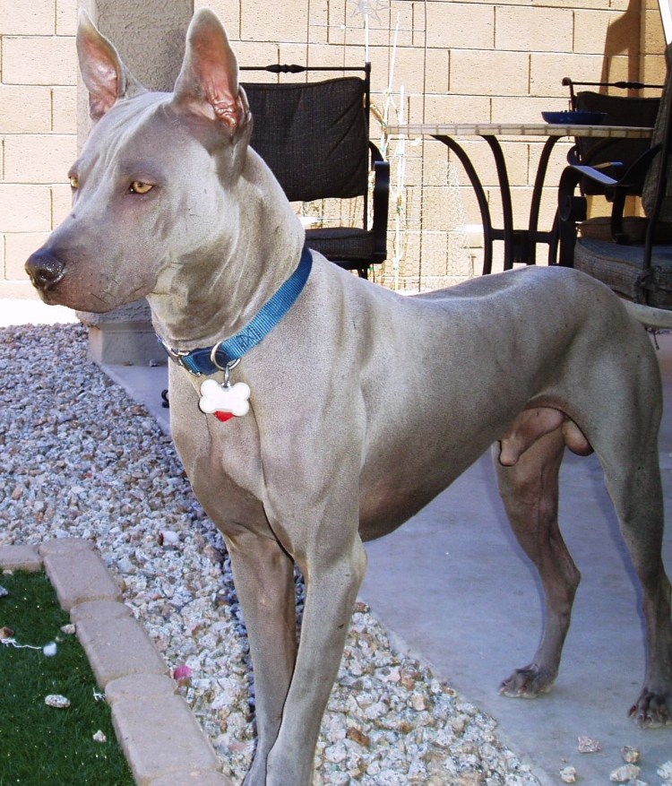 Родезийский риджбек гребень