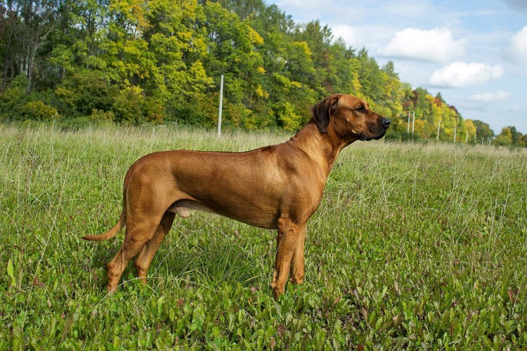 Родезийский Рич бэк