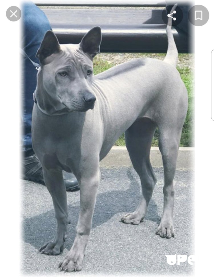 Тайский риджбек щенок голубой