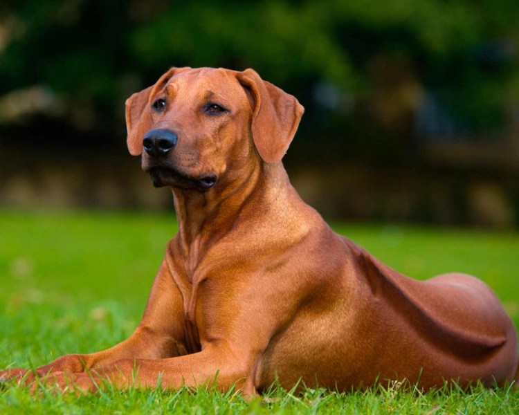 Тайский риджбек шерсть