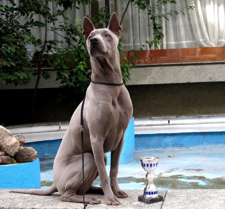 Родезийский риджбек