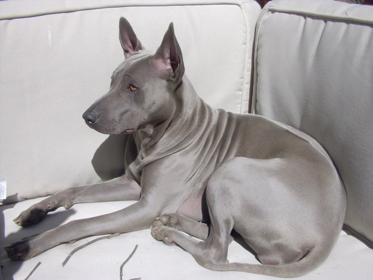 Редененизийский риджбек