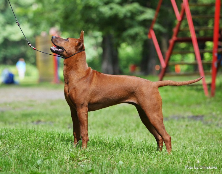 Макстай собака