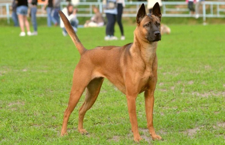 Тайский риджбек собака