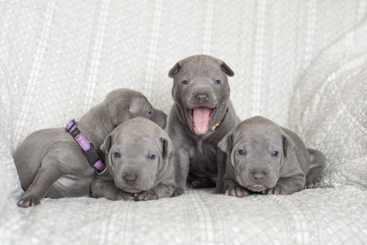 Тайский риджбек собака