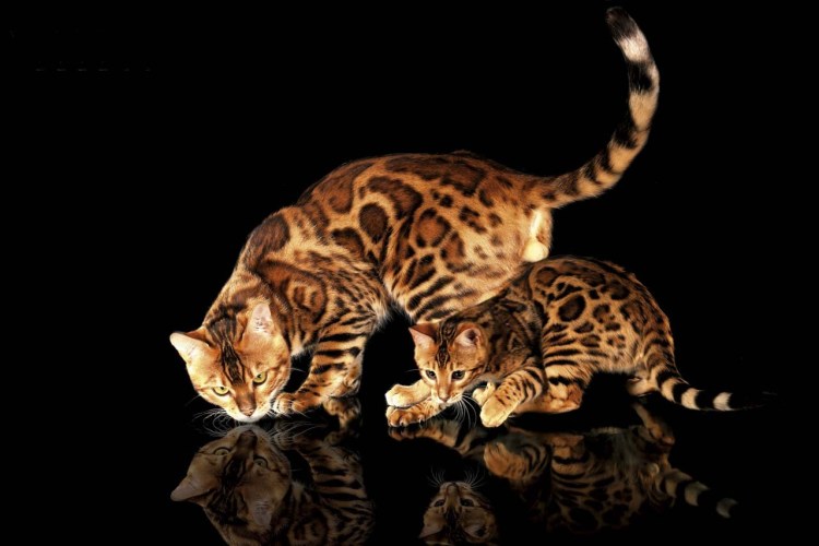 Бенгальская кошка Браун Марбл