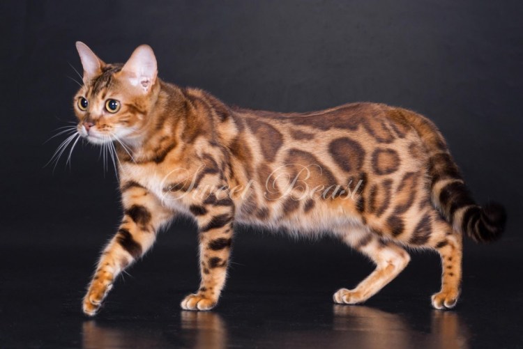 Бенгальская кошка Золотая