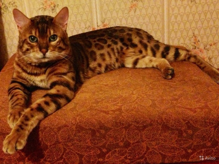 Бенгальский кот гигант