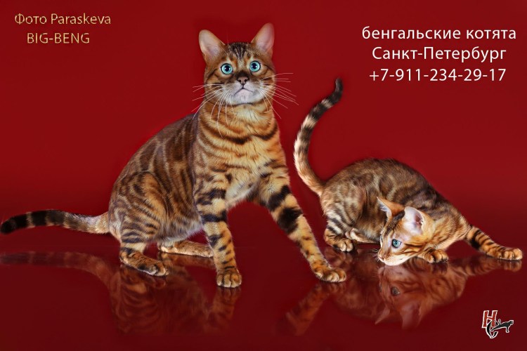 Найден бенгальский кот