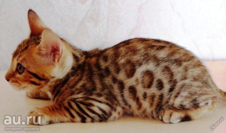 Тойгер кошка