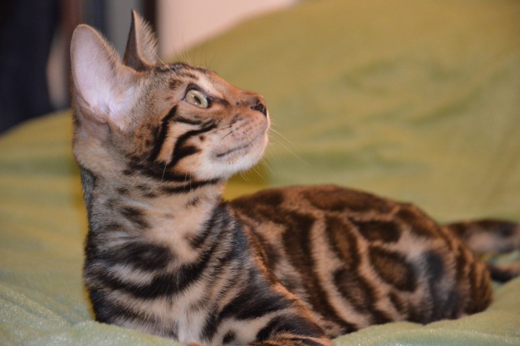 Бенгальский кот профиль