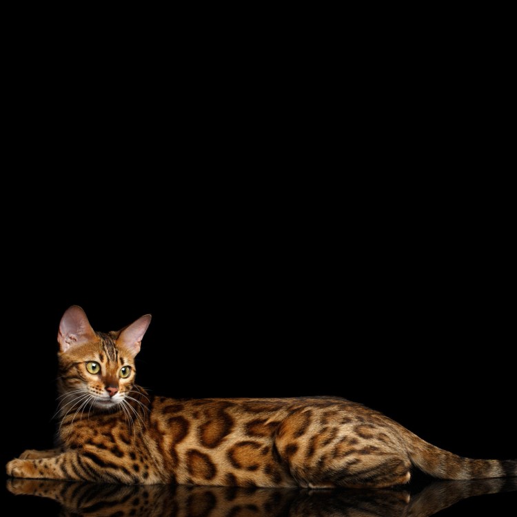 Бенгальская кошка