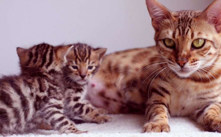 Блю тебби Бенгальская кошка