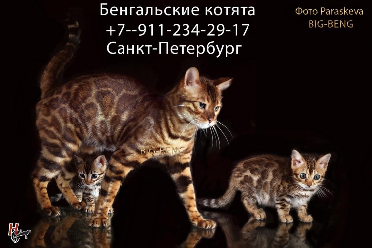 Лысый бенгал