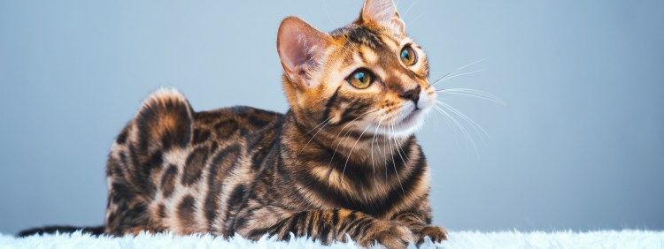 Кот бенгал f2