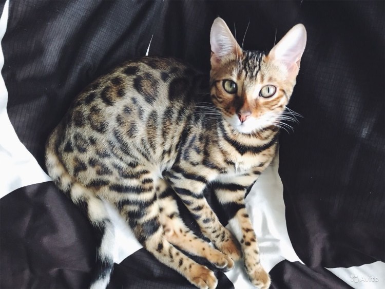 Бенгальская кошка