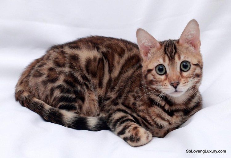 Бенгальская кошка