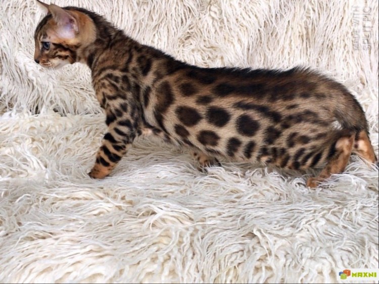 Камышовый бенгал