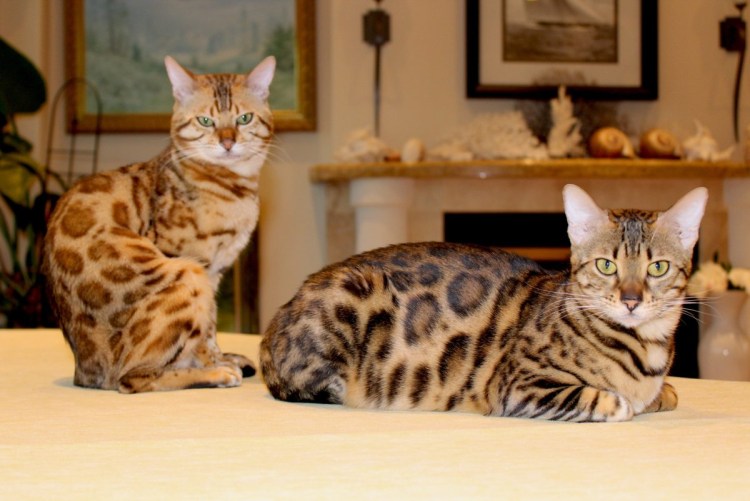 Бенгальская кошка аметист