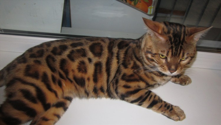 Бенгальская кошка Золотая
