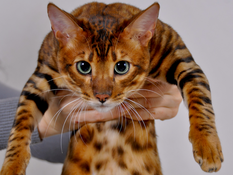 Персиковый бенгал