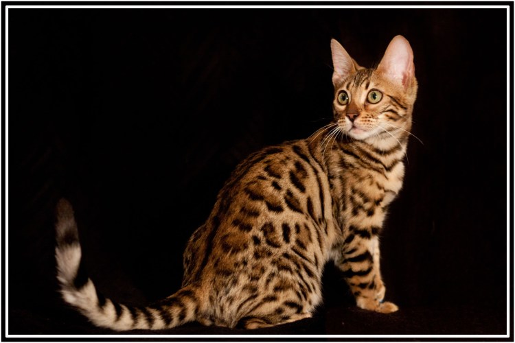 Черный бенгал