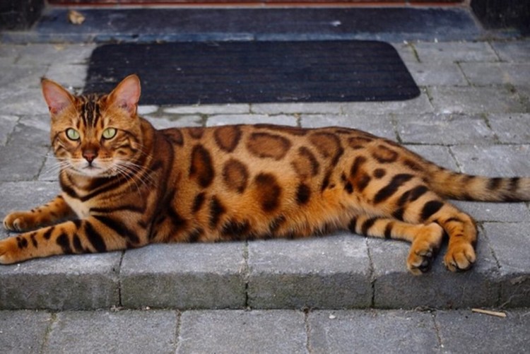 Бенгальская кошка