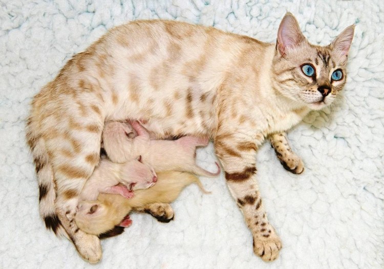 Бенгальская Саванна кошка