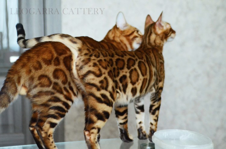 Бенгал розетка на золоте n24