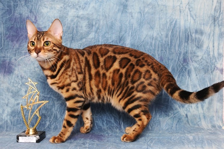 Бенгал леопардетта