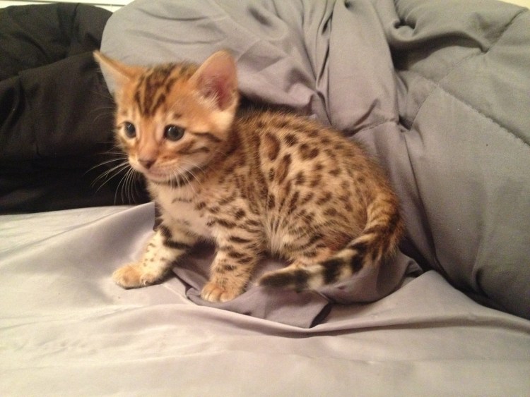 Бенгал золотой