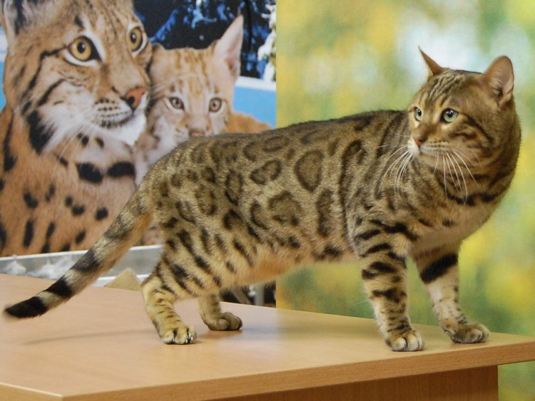 Бенгальская кошка Золотая