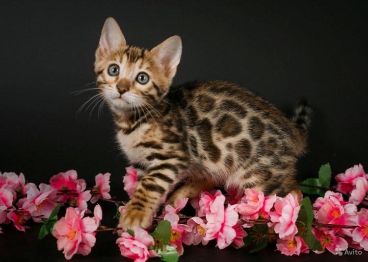 Бенгальская кошка Золотая